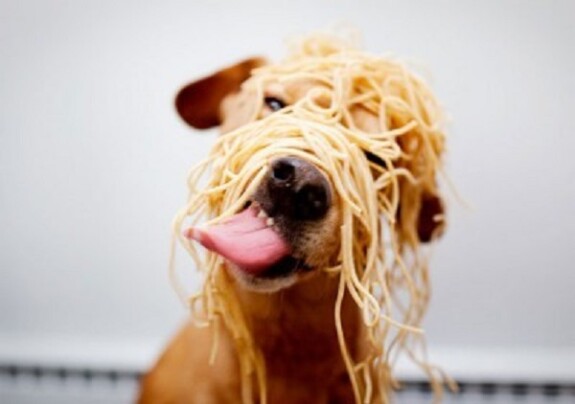 Foto cani divertenti