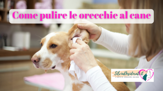 Pulire orecchie cane
