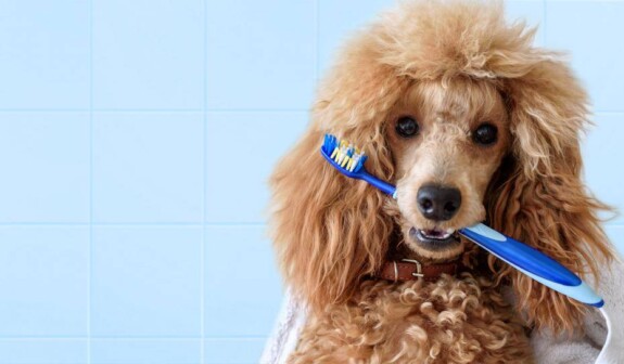 Pulire i denti al cane