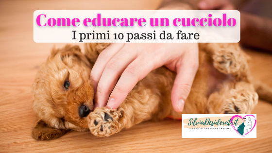 Come educare un cucciolo