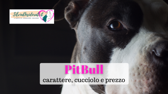 Pitbull carattere