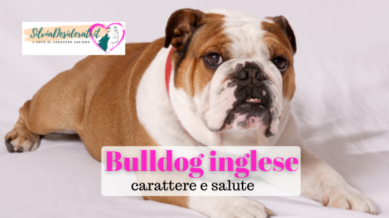 Bulldog inglese