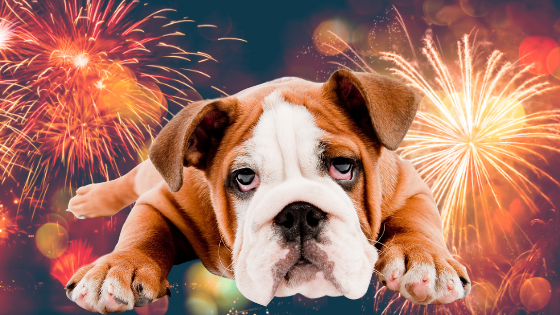botti di capodanno e cani cosa fare