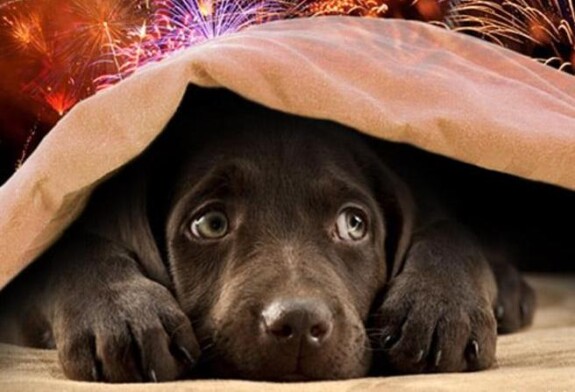 botti di Capodanno cani
