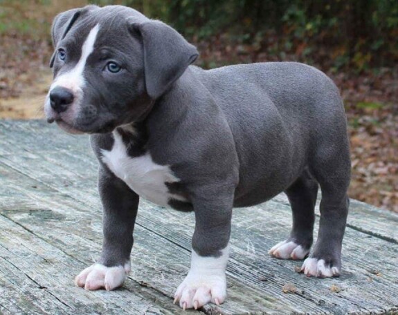 cuccioli di pitbull