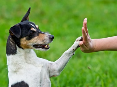 Addestramento cani Torino