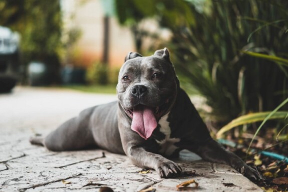 pitbull