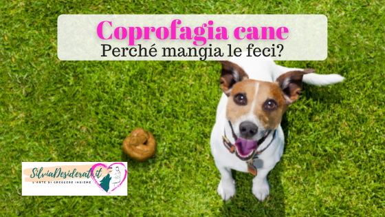 Coprofagia cane