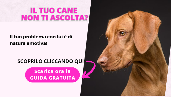 Consulenza cane aggressivo Consulenza cane aggressivo