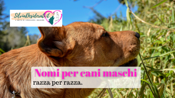 Nomi per cani maschi