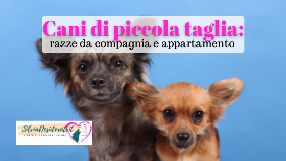 cagnolini piccolissima taglia