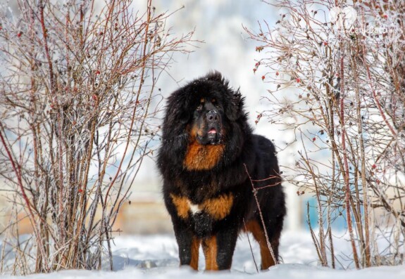 Pastore tibetano carattere