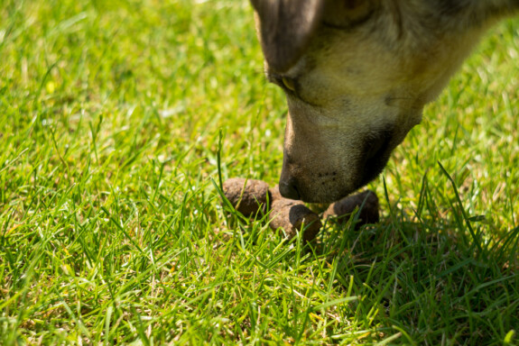 cane mangia feci