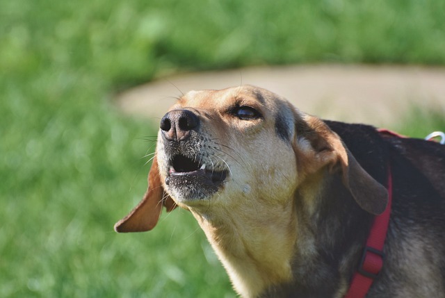cane che abbaia troppo