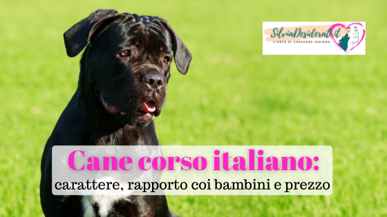 Cane corso
