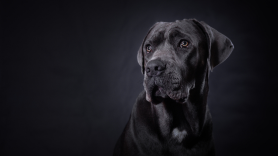 Cane corso carattere