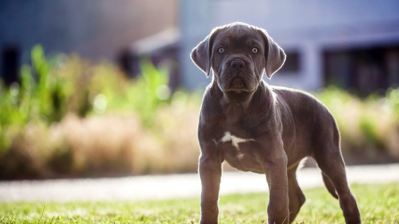 Cane corso
