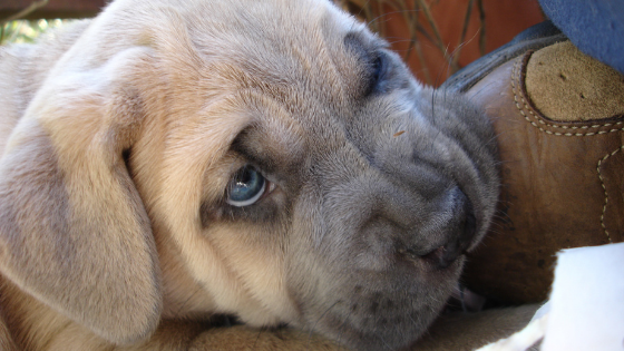 Cane corso cucciolo