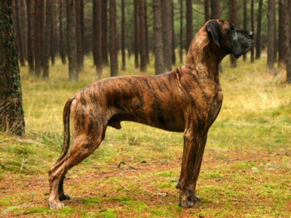 Alano tiger