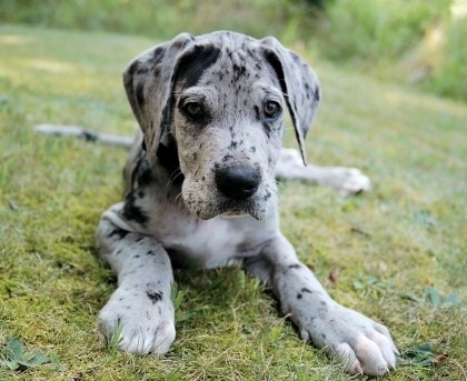 alano cucciolo