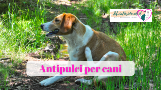 Antipulci per cani