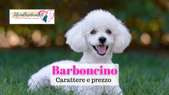 Barboncino carattere e prezzo