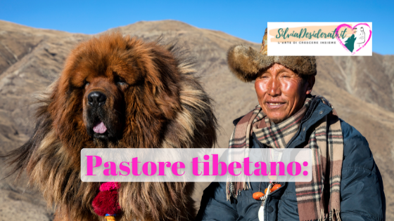 Pastore tibetano