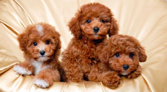 barboncino cuccioli