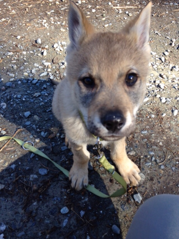 Lupo cecoslovacco cuccioli