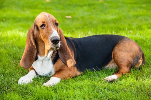 Bassethound allevamenti