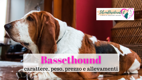 bassethound aspetto