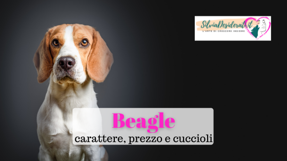 Beagle