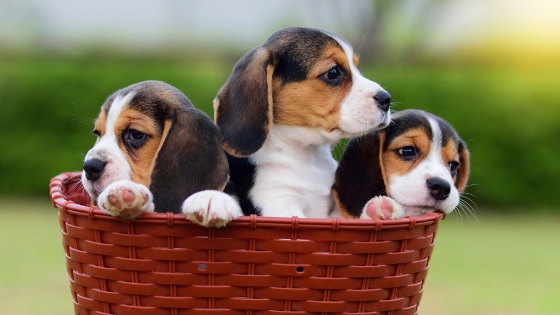 Beagle cuccioli
