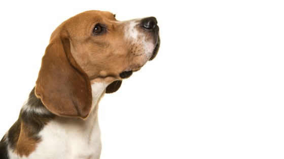 Beagle aspetto