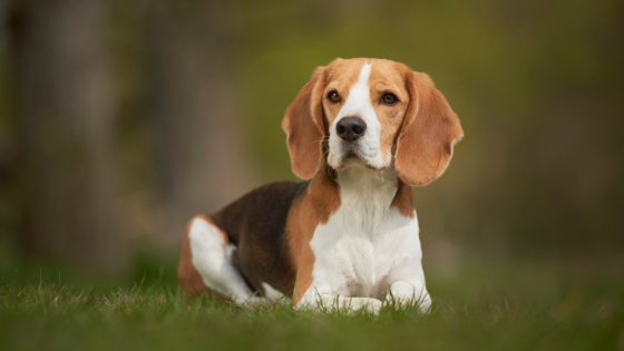 Beagle aspetto generale