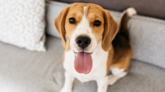 Beagle carattere