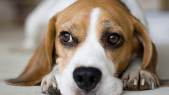 Beagle alimentazione