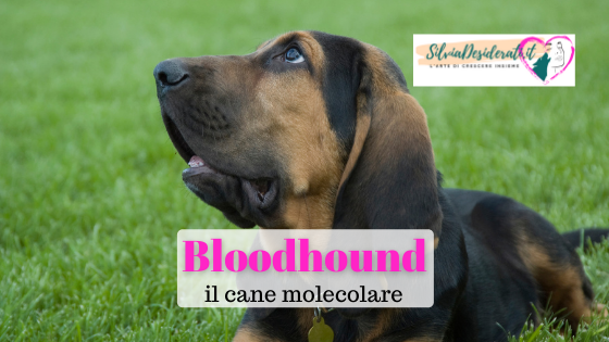 Bloodhound