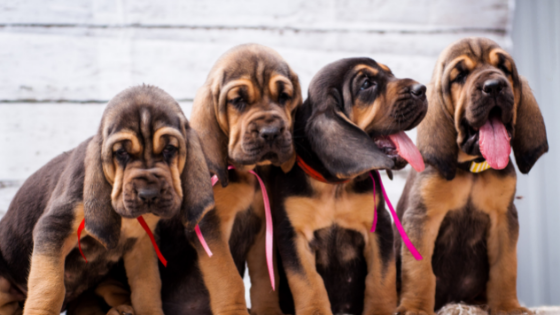 BloodHound cuccioli