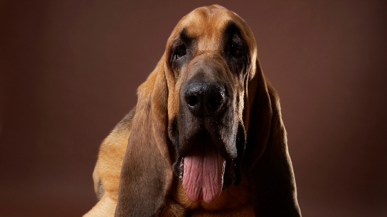 BloodHound il cane molecolare