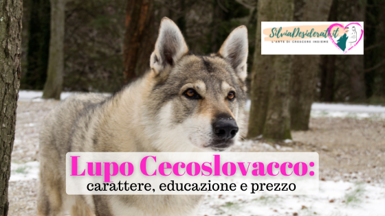 Cane Lupo cecoslovacco