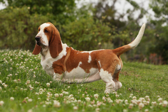 bassethound