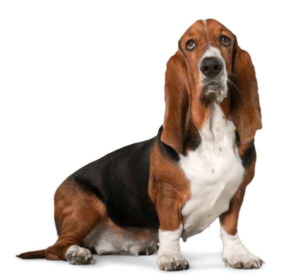 Bassethound carattere