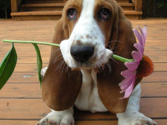 bassethound prezzo