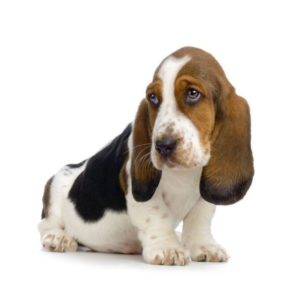 cuccioli bassethound