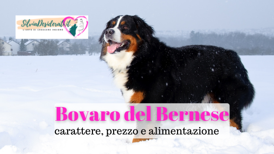 Bovaro del Bernese