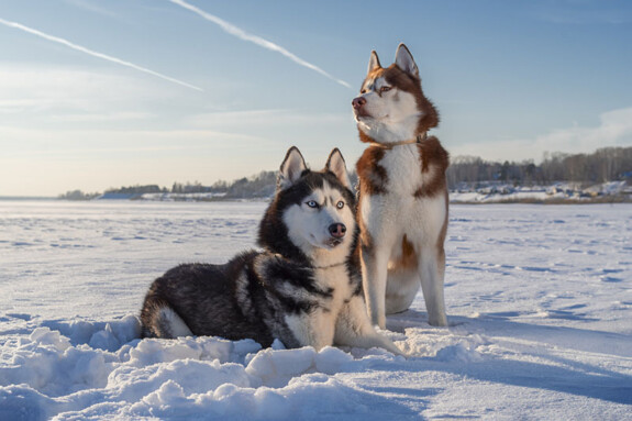 siberian husky razza