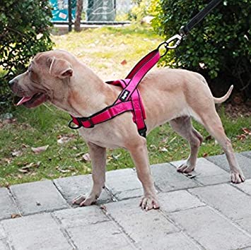 Pettorina Norvegese