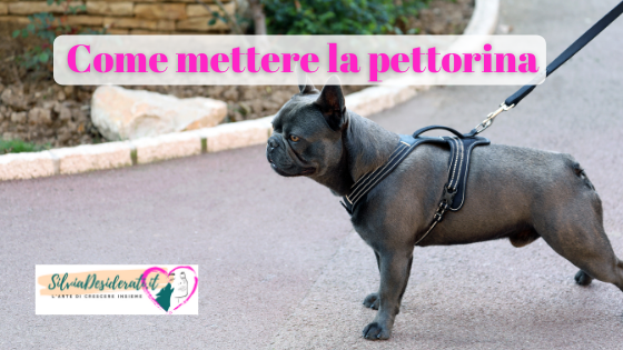 come mettere la pettorina al cane