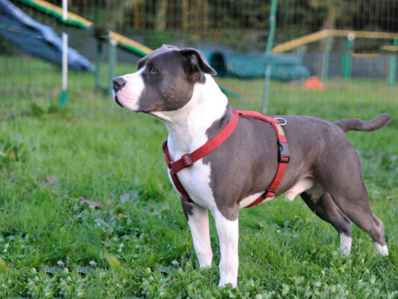 Pettorina ad H